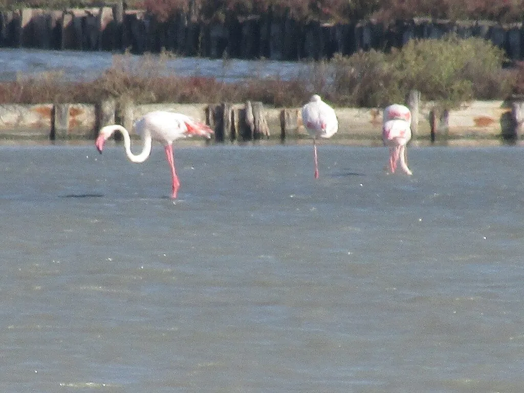 Flamingo-comum