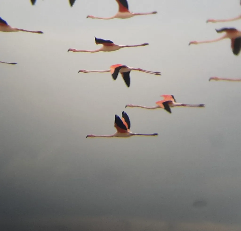 Flamingo-comum