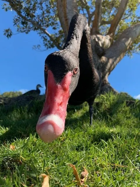 Cisne-negro