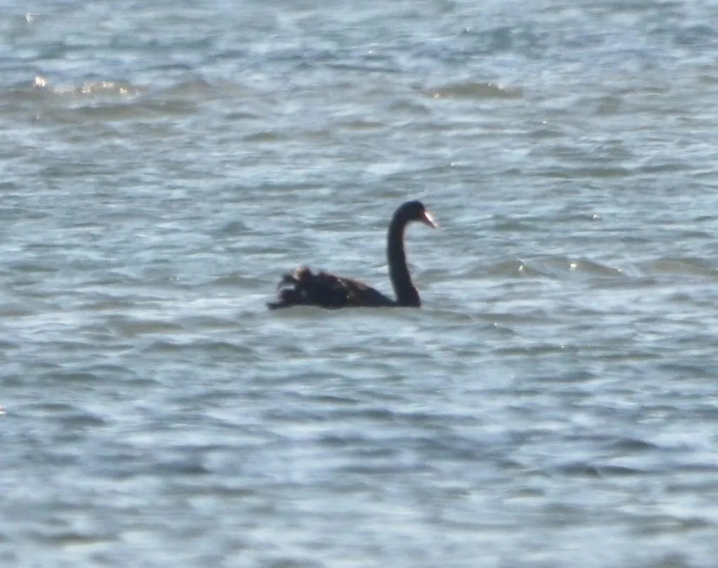 Cisne-negro
