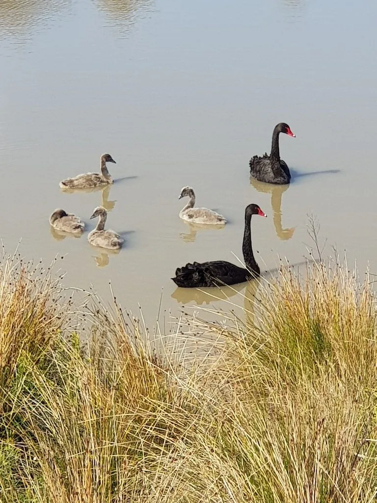 Cisne-negro