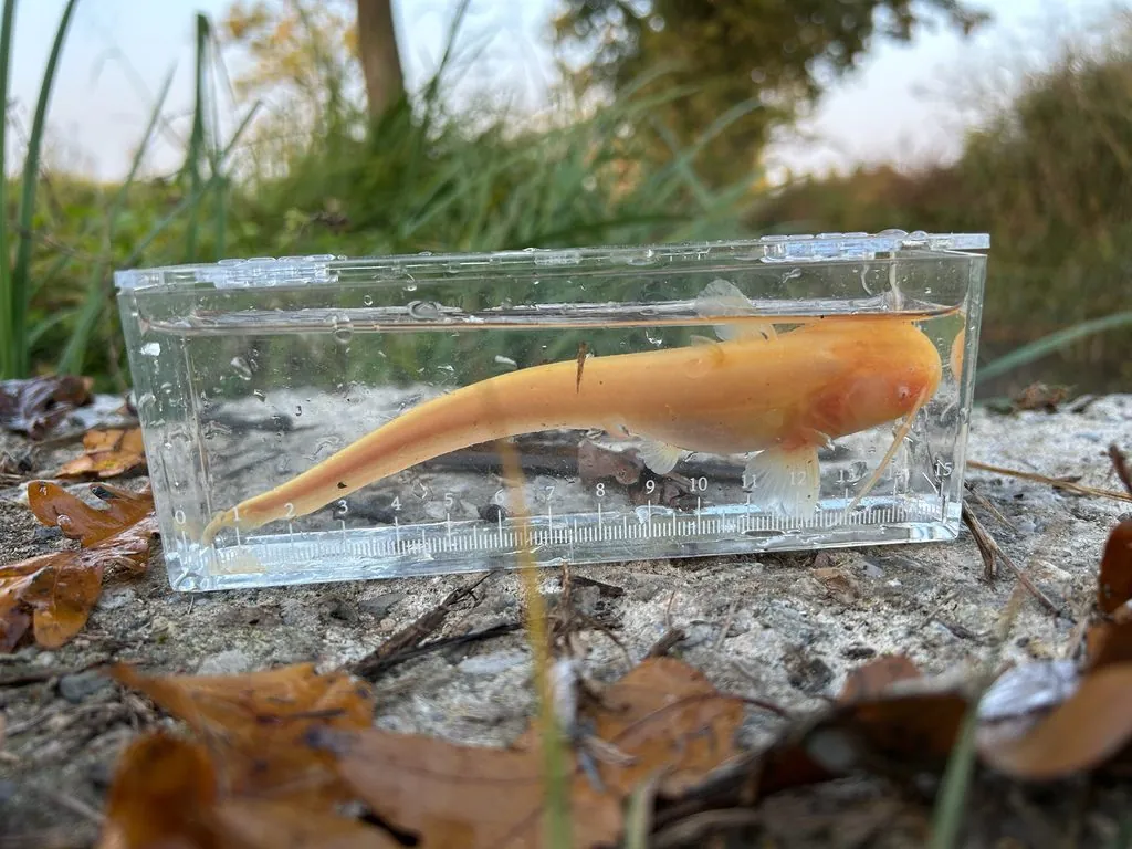 Silurus glanis