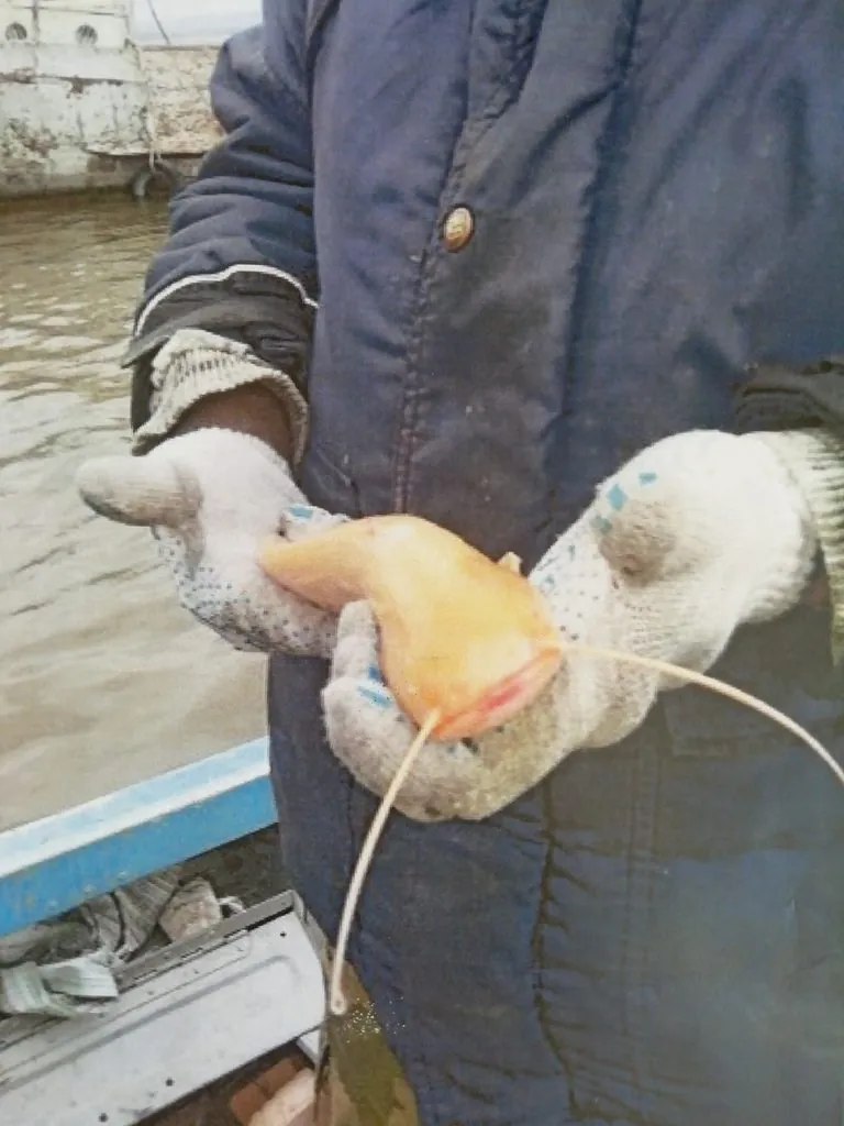 Silurus glanis