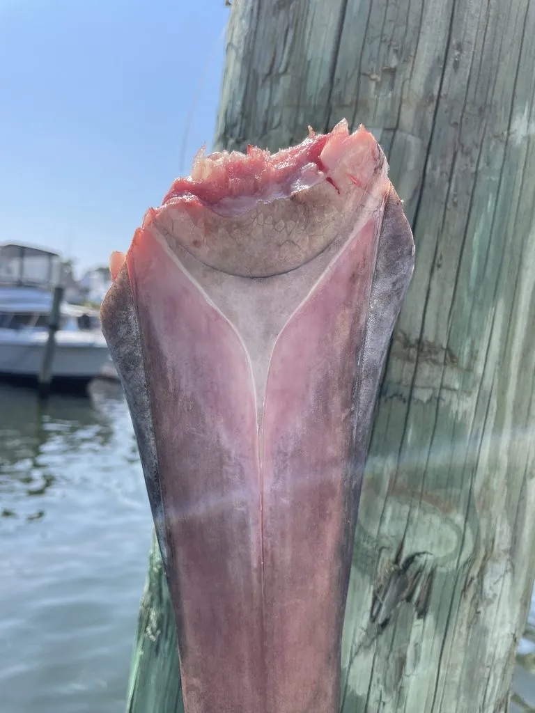 Espadarte