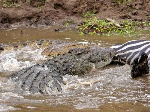 Crocodilo-do-nilo