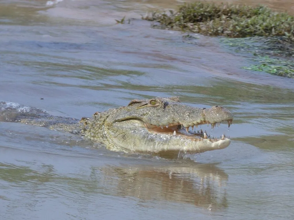 Crocodilo-do-nilo