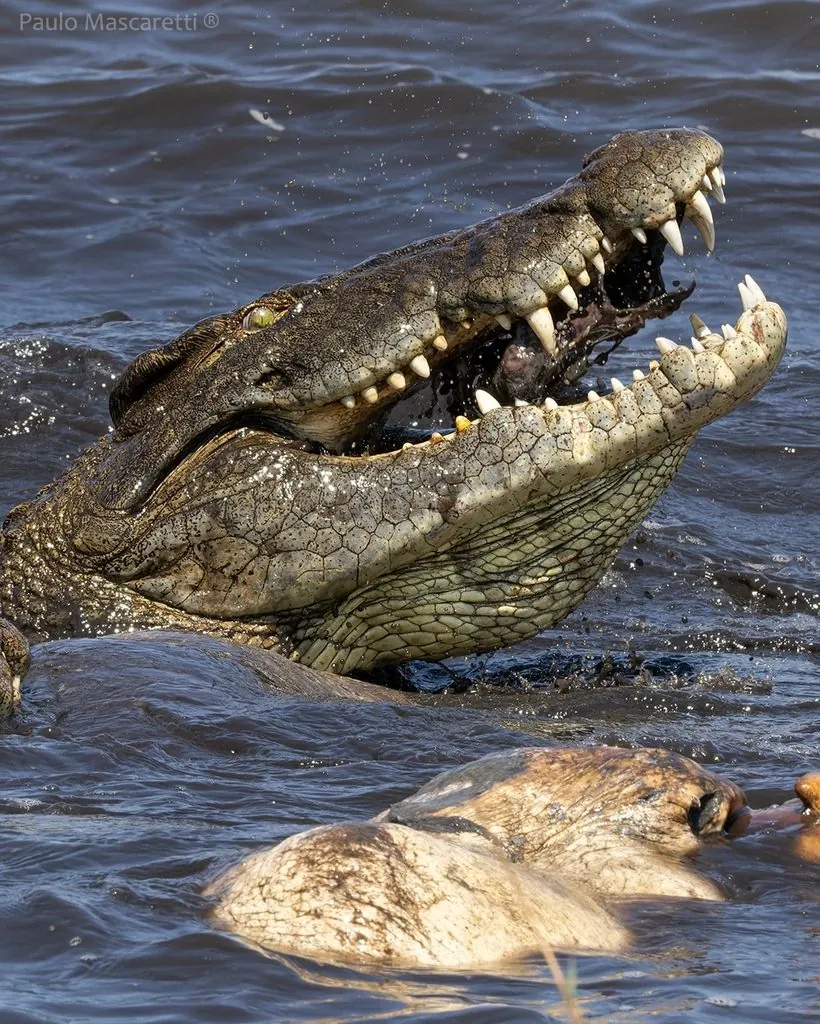 Crocodilo-do-nilo