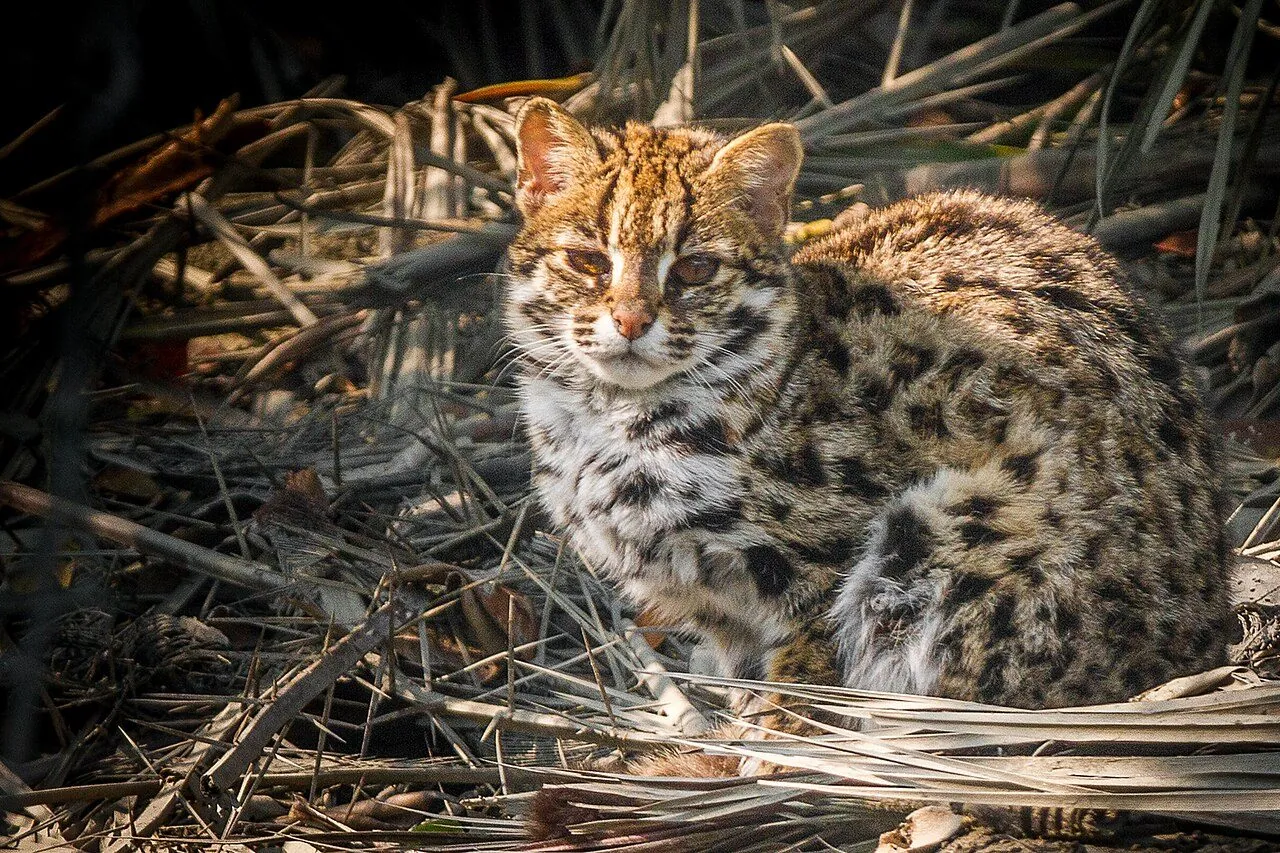 Gato-leopardo