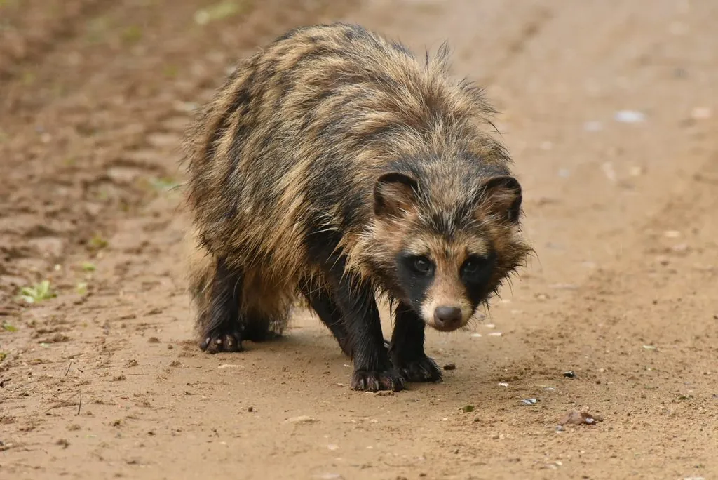 Cão-guaxinim