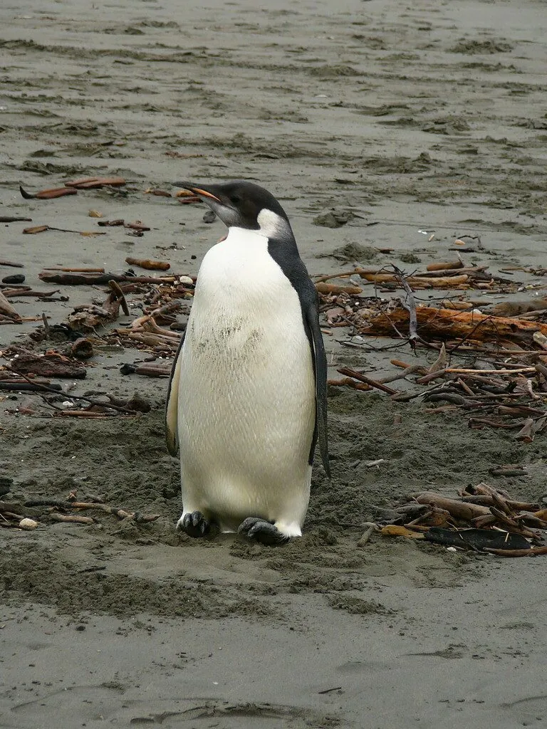 Pinguim-imperador