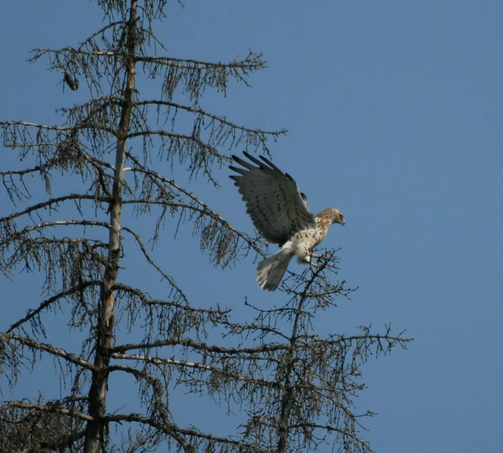 Águia-cobreira