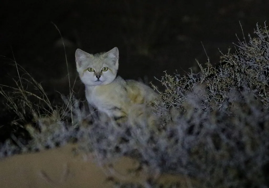 Gato-do-deserto