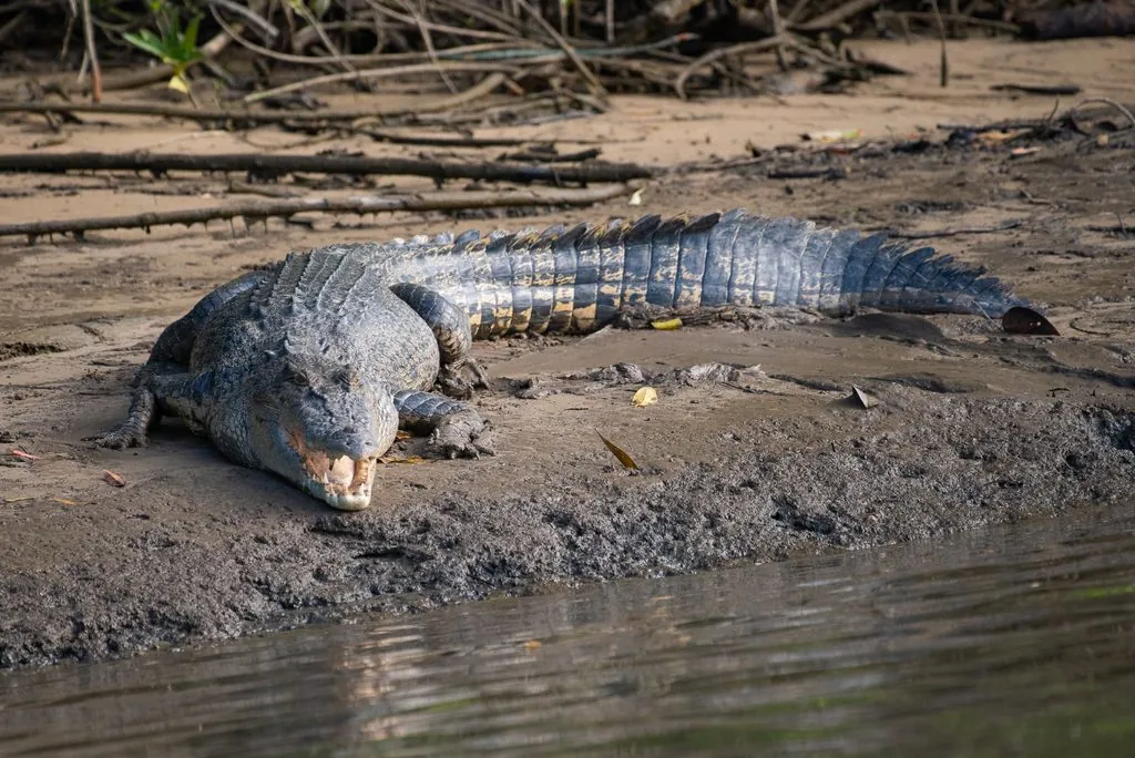 Crocodilo-de-água-salgada