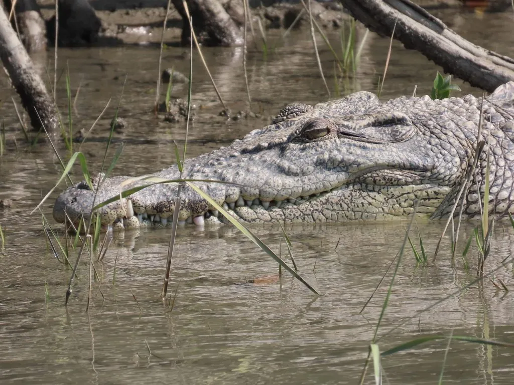 Crocodilo-de-água-salgada