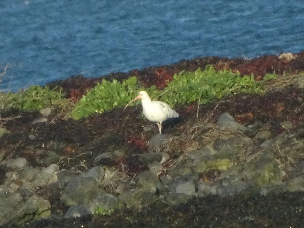 Maçarico-real