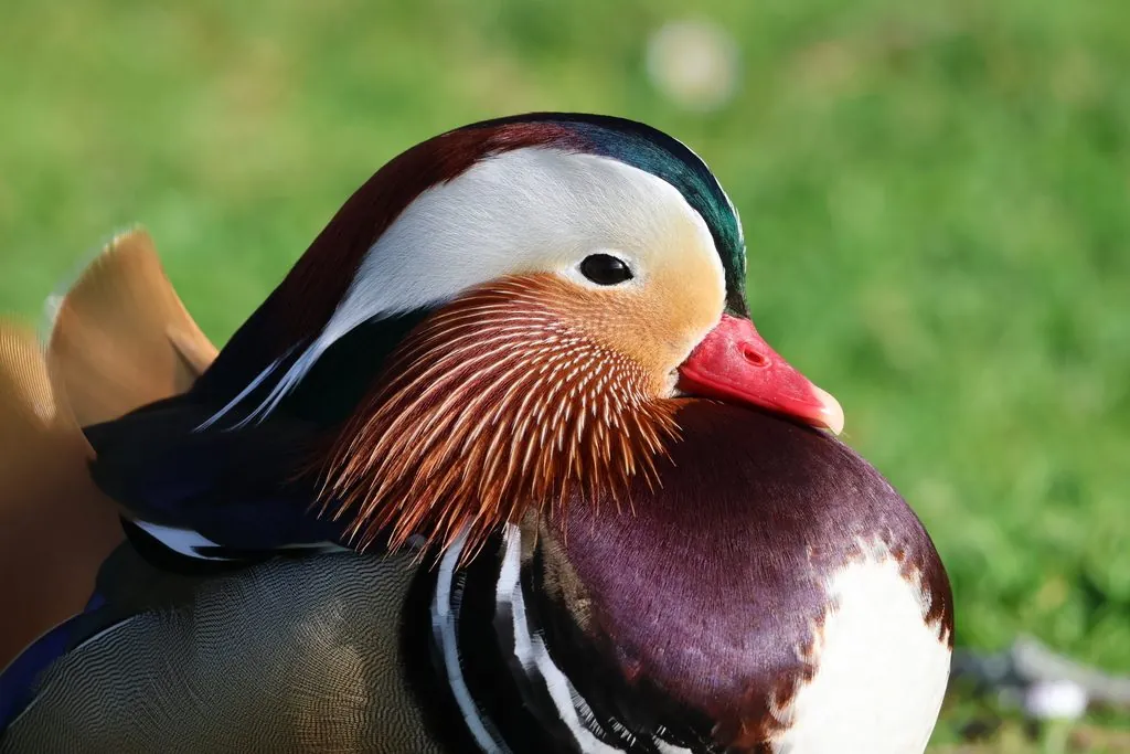 Pato-mandarim