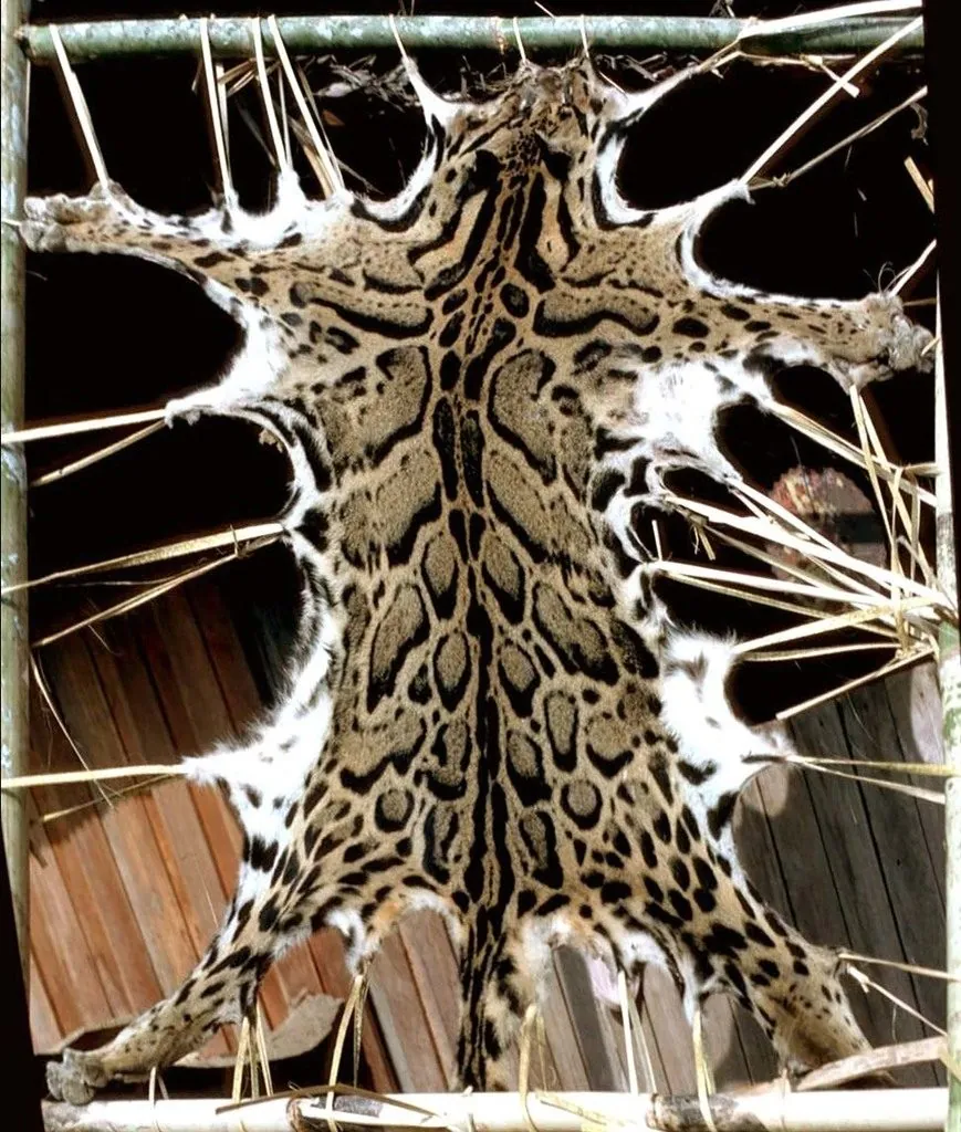 Neofelis nebulosa