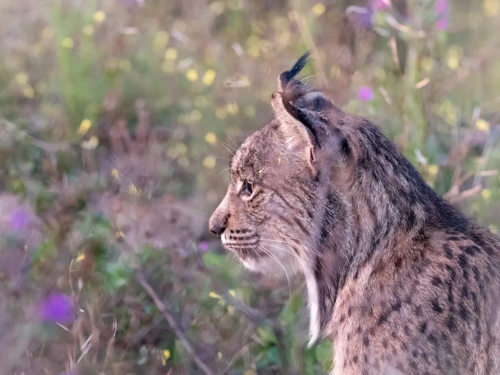 Lince-ibérico