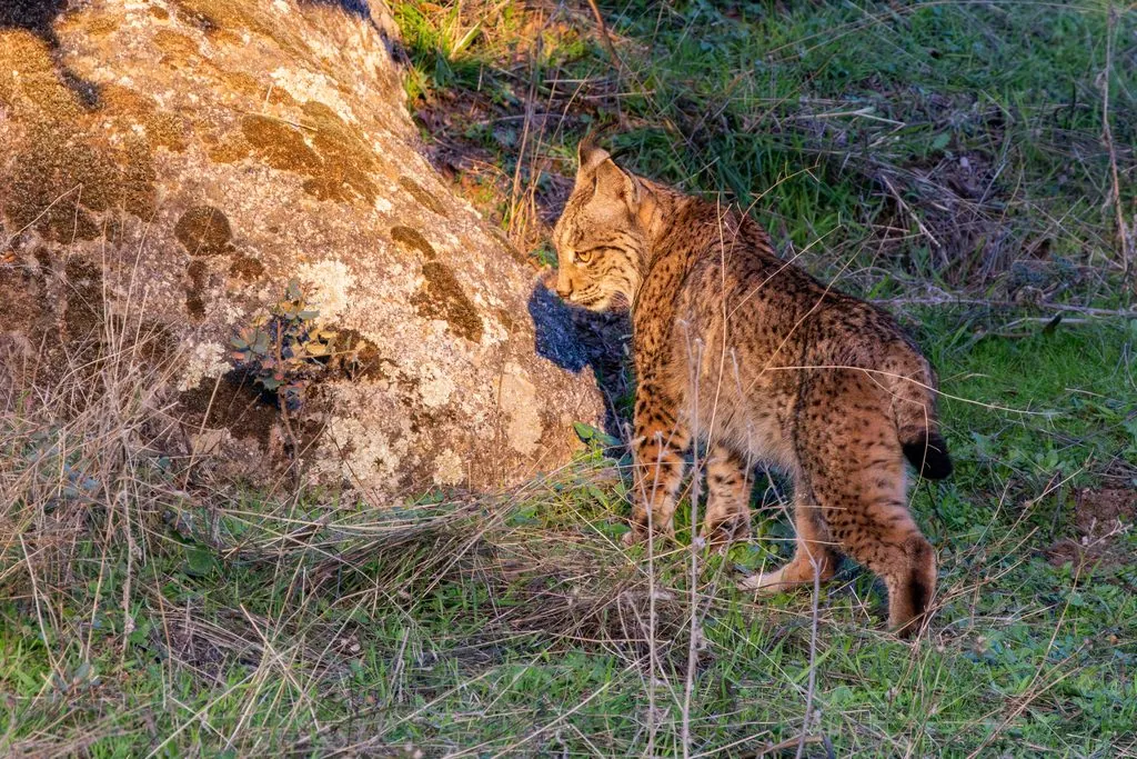 Lince-ibérico