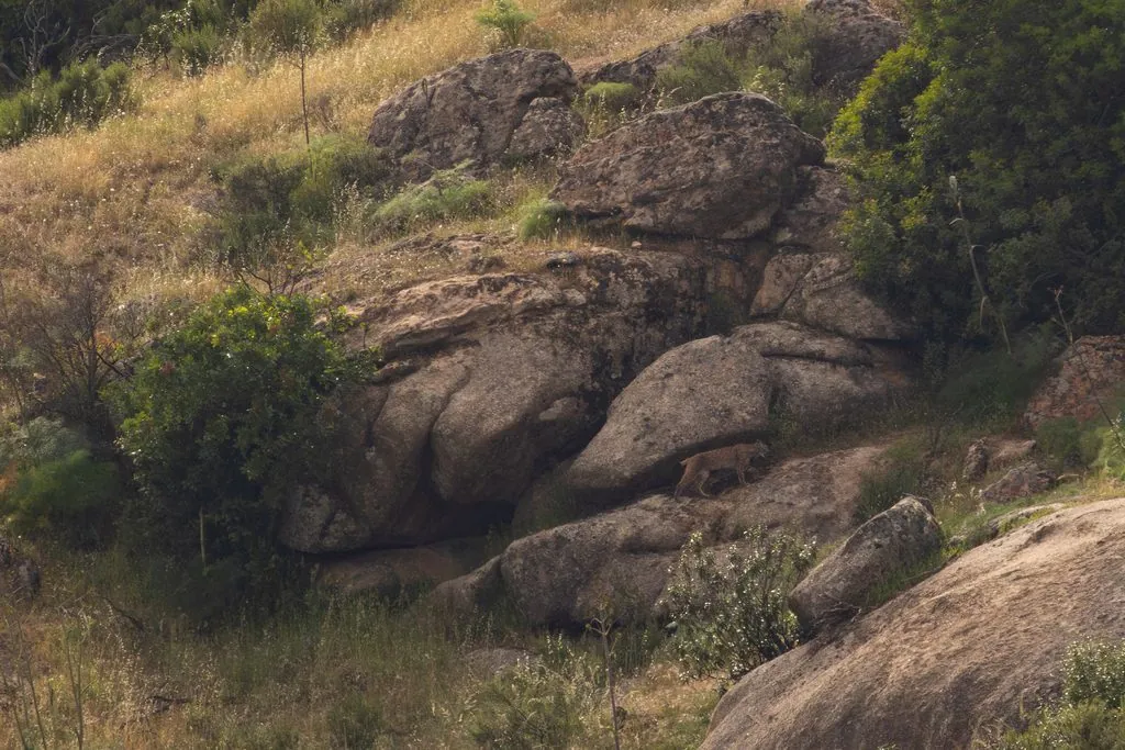 Lince-ibérico