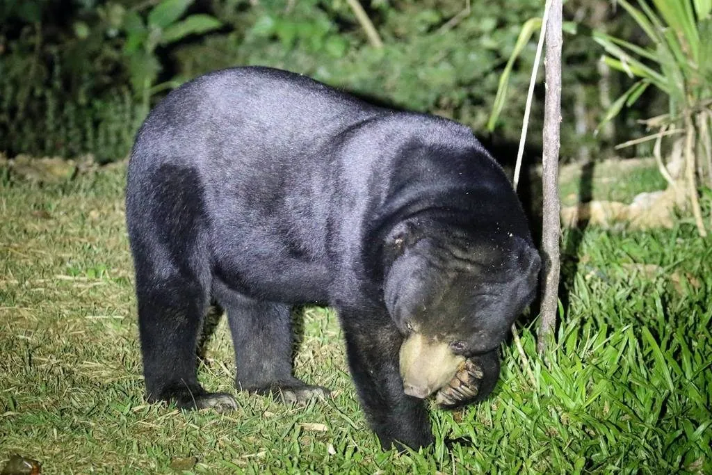 Urso-malaio