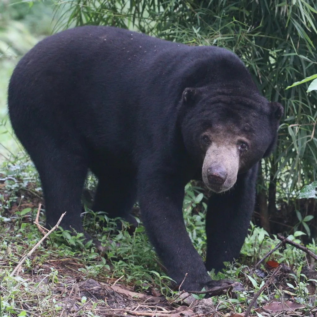 Urso-malaio