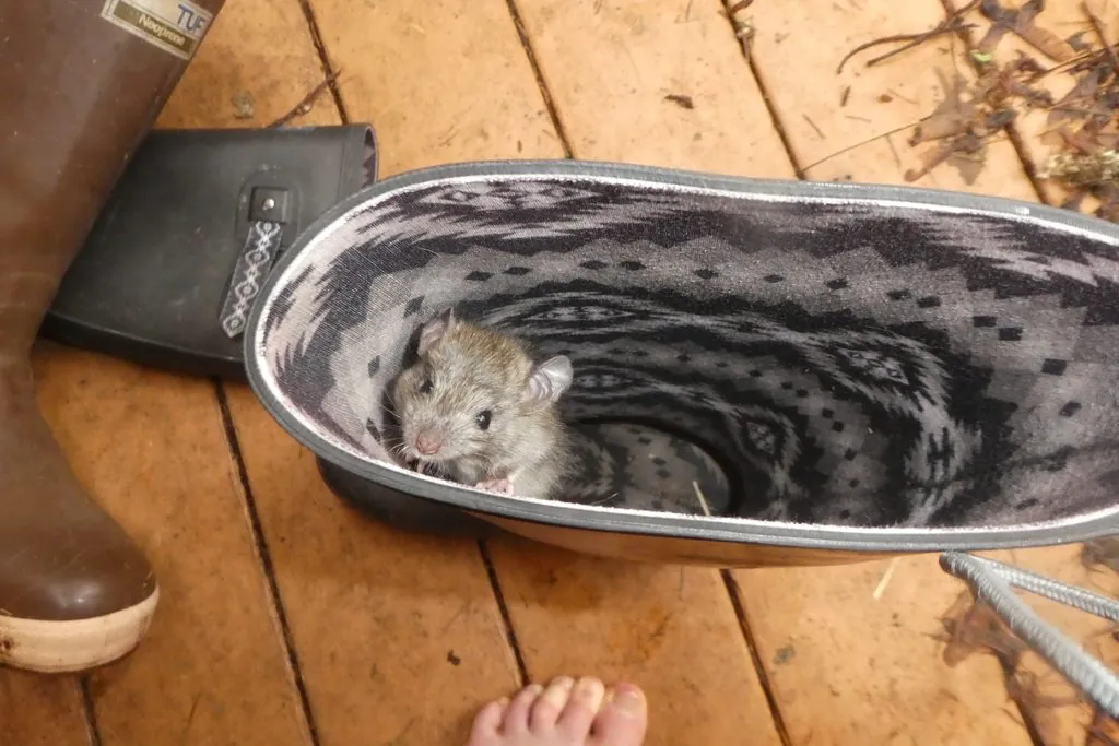 Rattus norvegicus