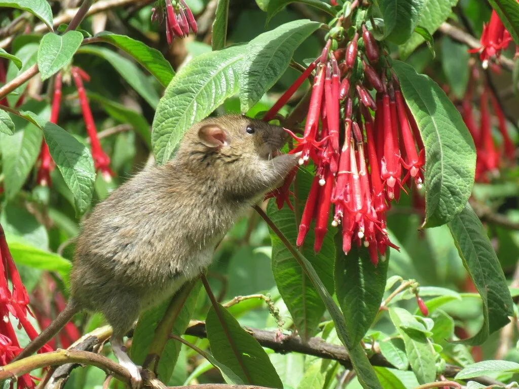 Rattus norvegicus