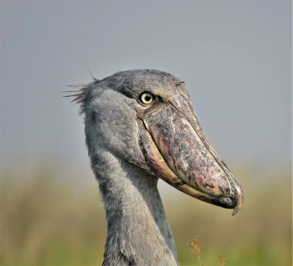Bico-de-sapato