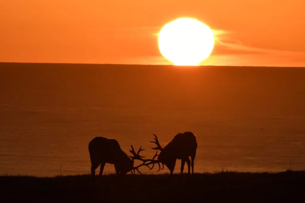 Cervus canadensis