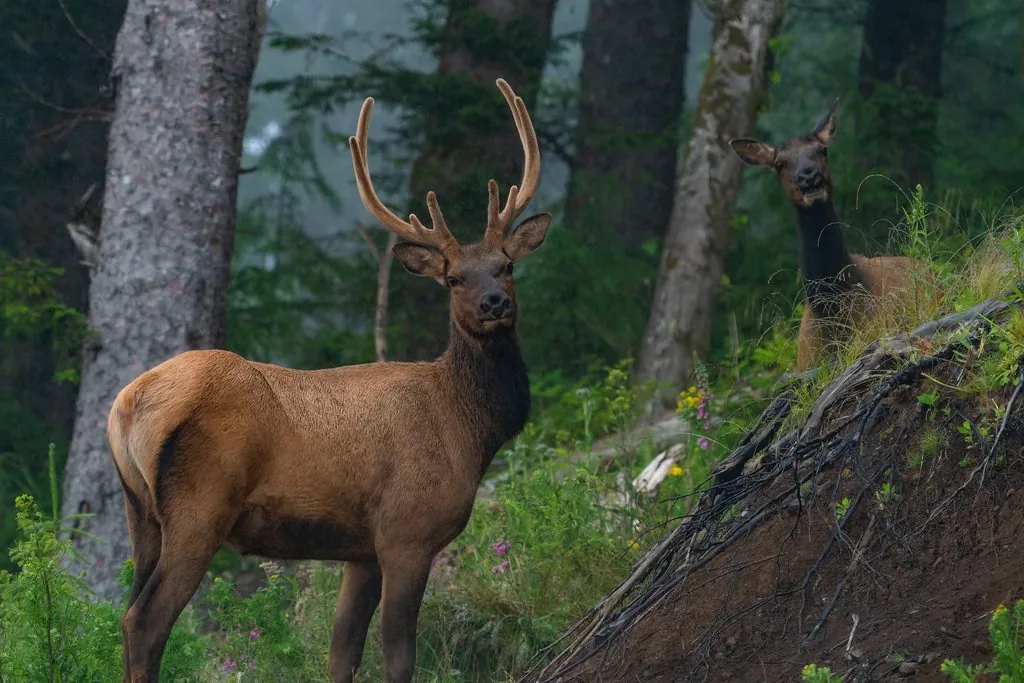 Cervus canadensis