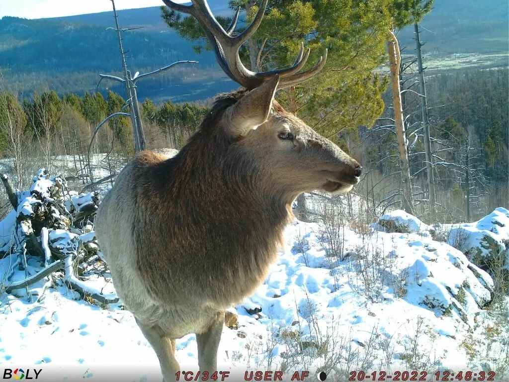 Cervus canadensis