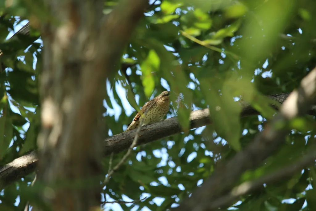 torcicolo