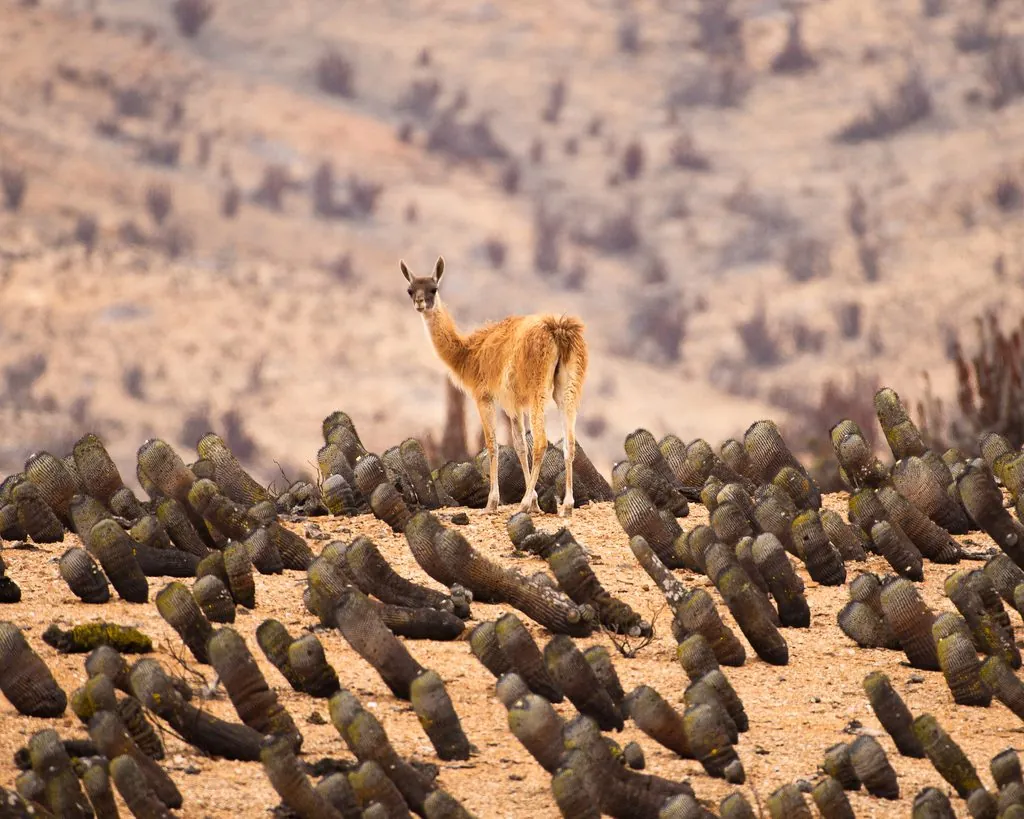 Guanaco