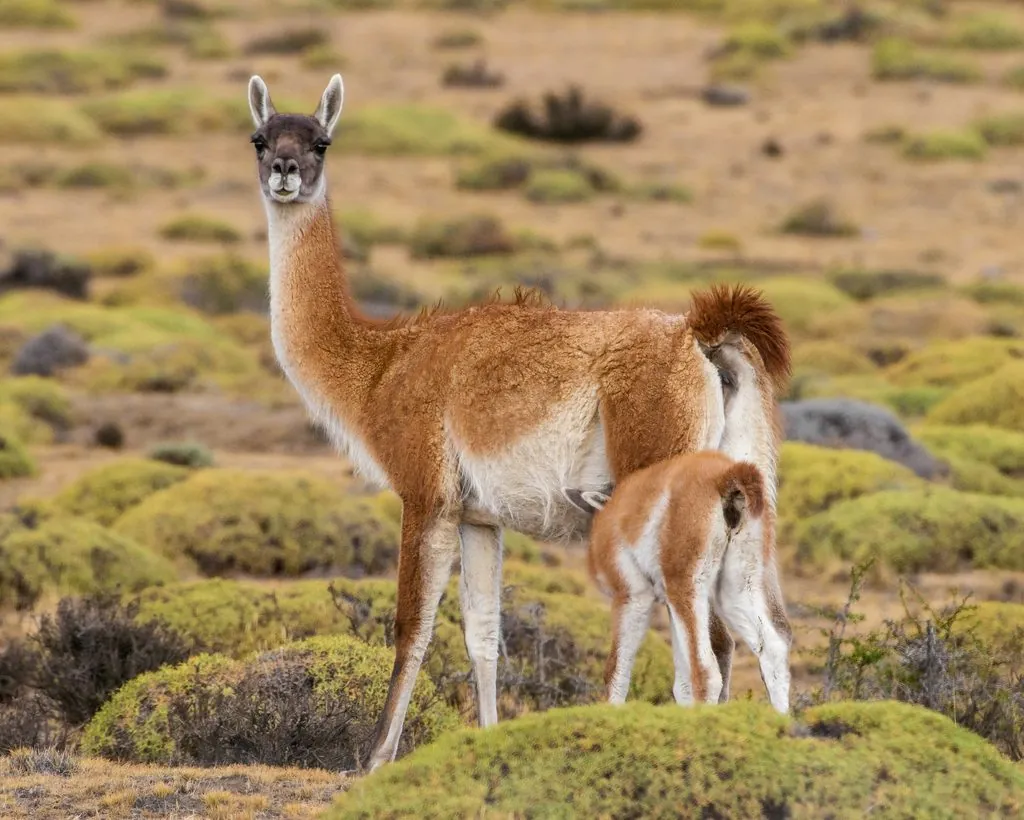 Guanaco