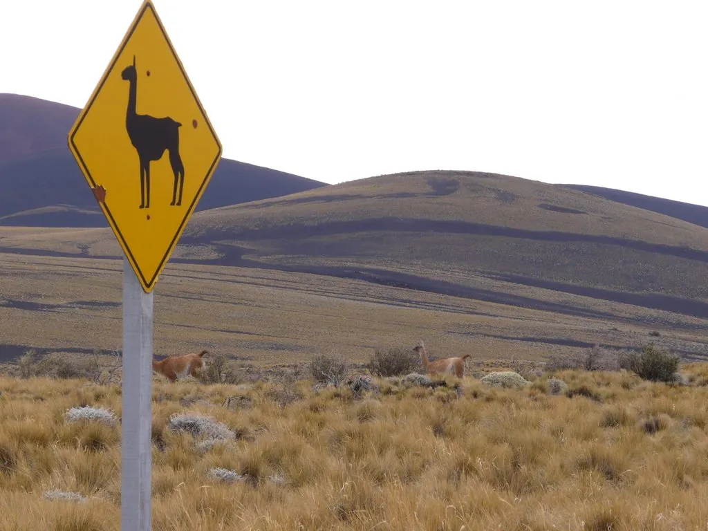 Guanaco