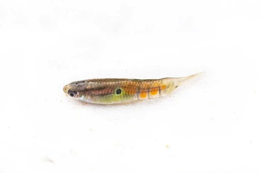 Poecilia reticulata