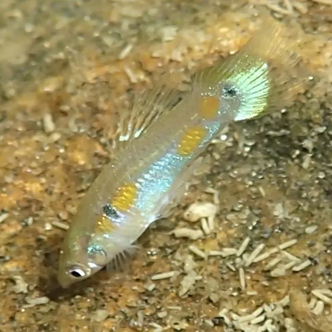 Poecilia reticulata