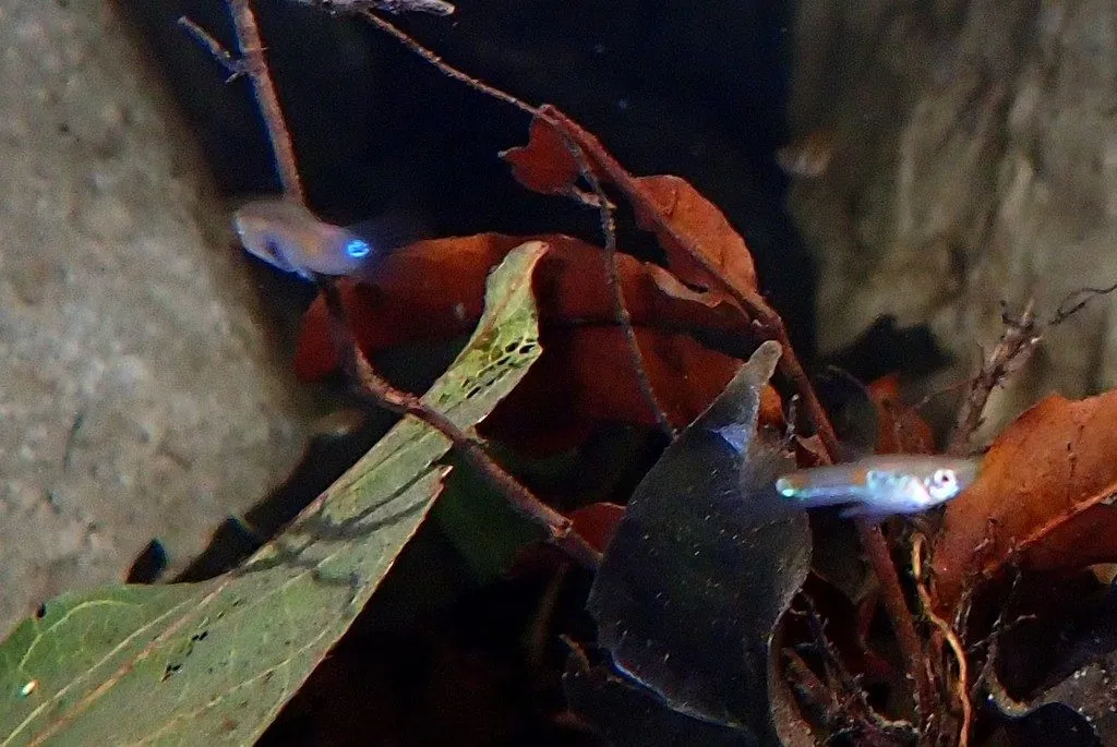 Poecilia reticulata