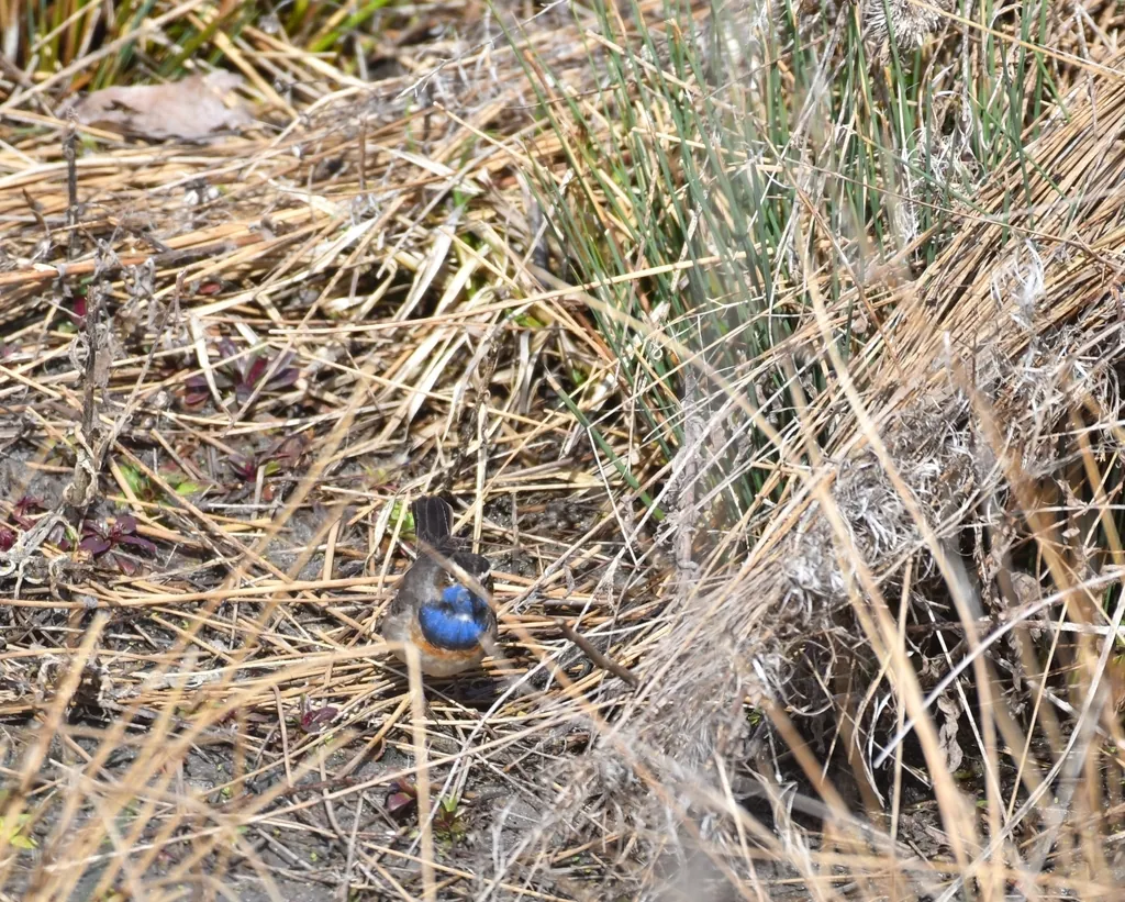 Pisco-de-peito-azul