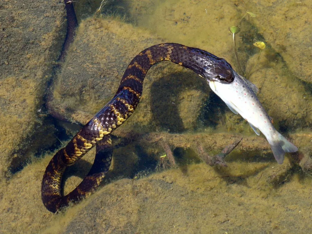 Salmo trutta