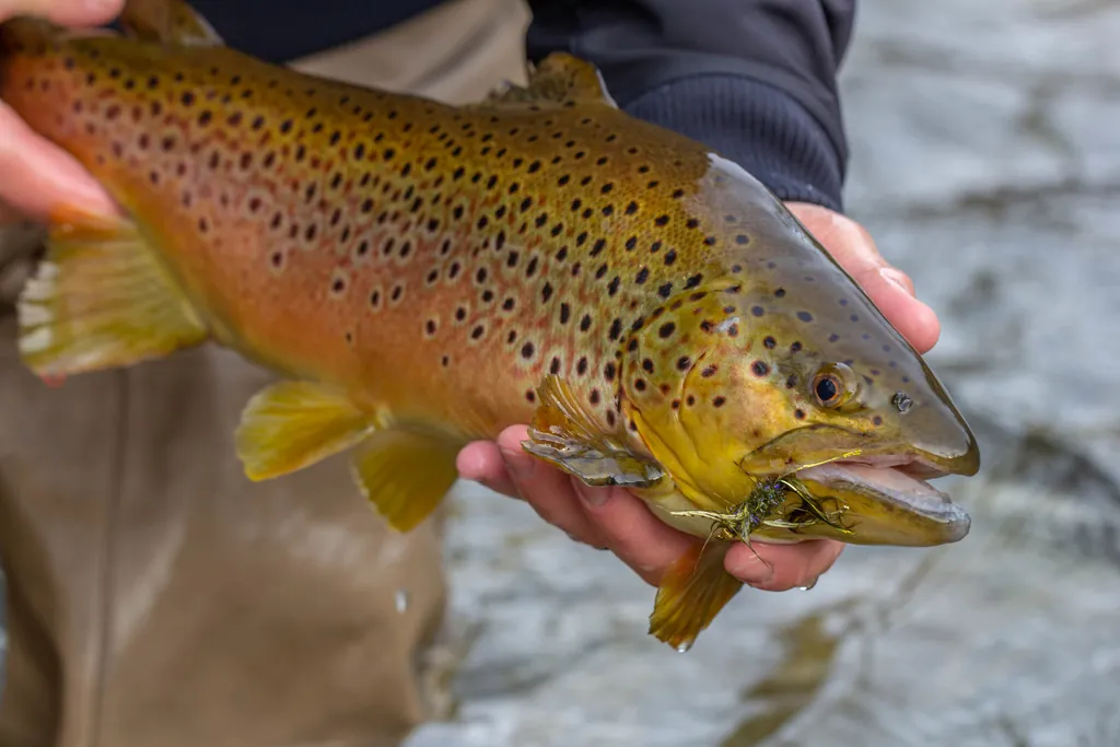 Salmo trutta