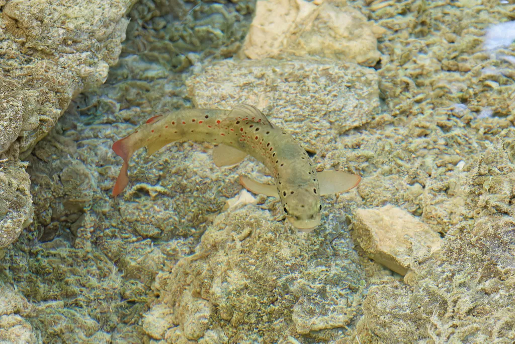 Salmo trutta