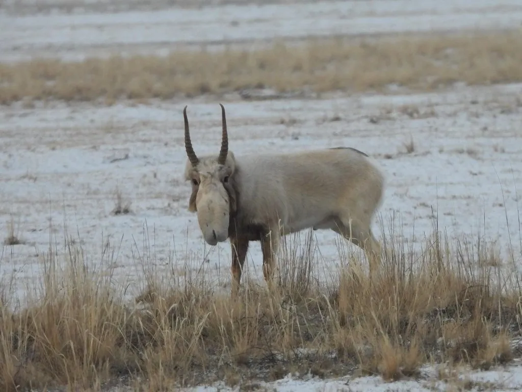 Saiga