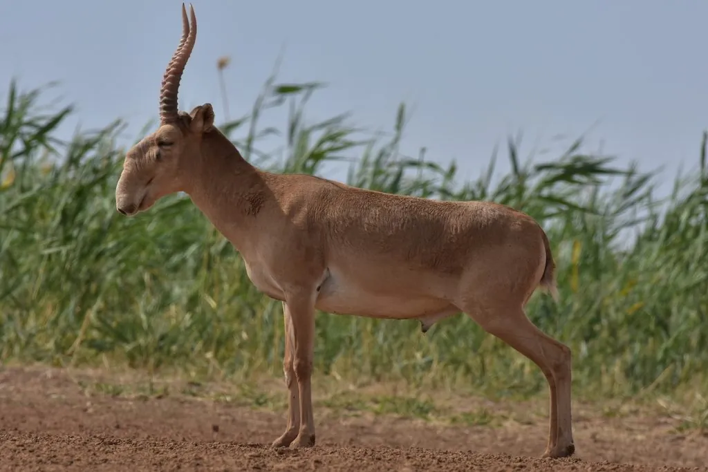 Saiga