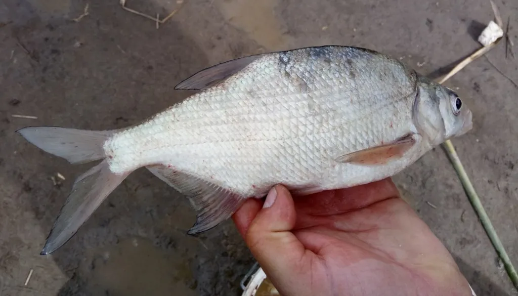 Abramis brama