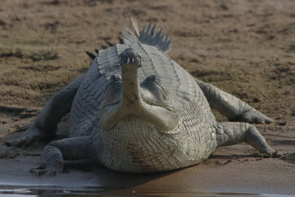 Gavial