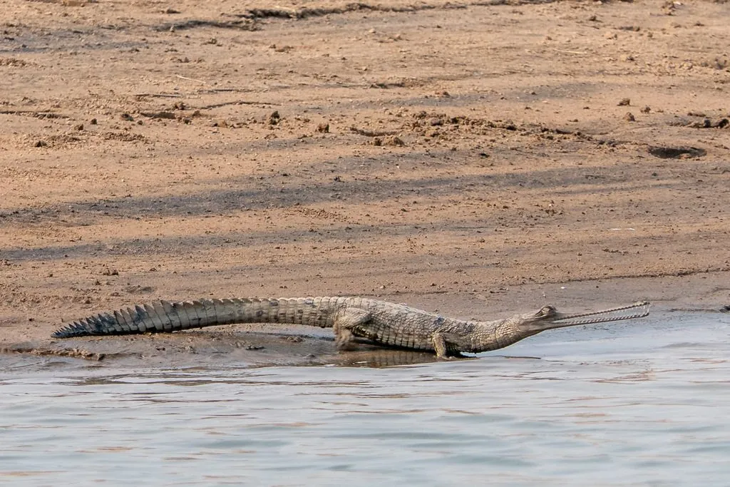 Gavial