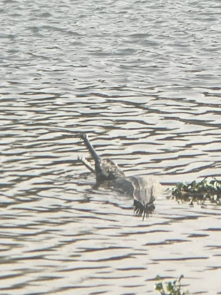 Gavial