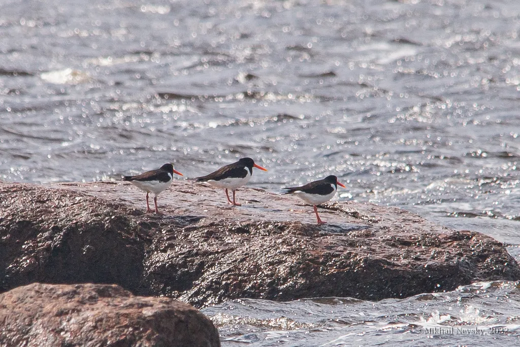 Ostraceiro-eurasiático